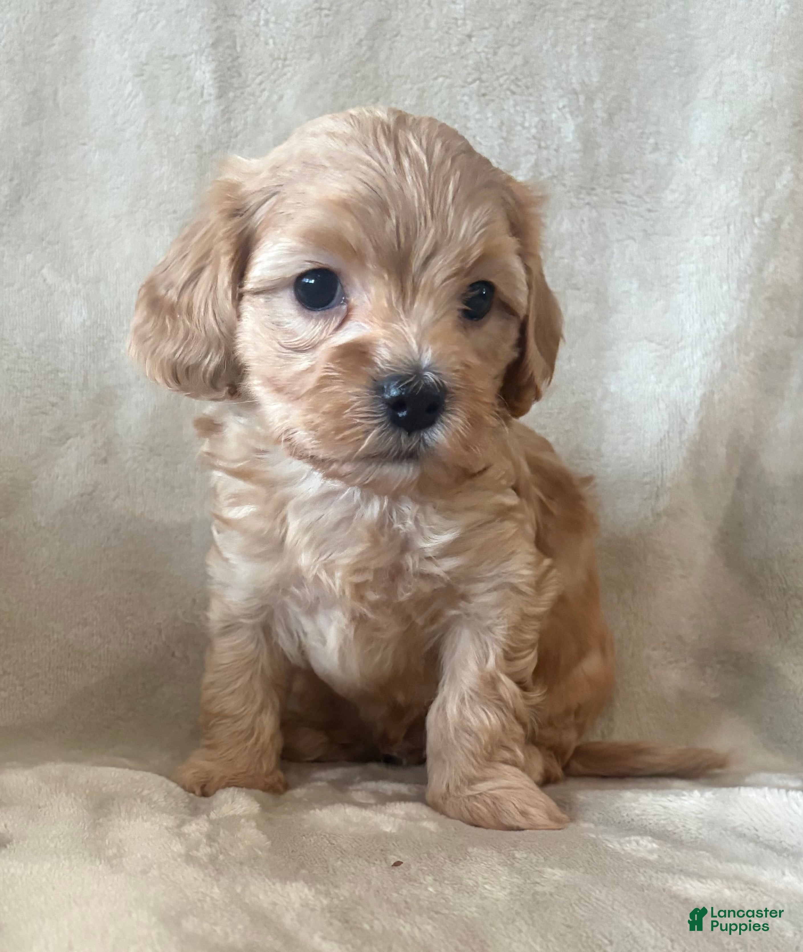 Maltipoo dogs Biscuit - Ad 1