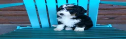 Mini Bernedoodle dogs for sale: Brenda - Ad 4
