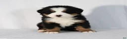 Bernese Mountain Dog dogs for sale: Rowan - Ad 5