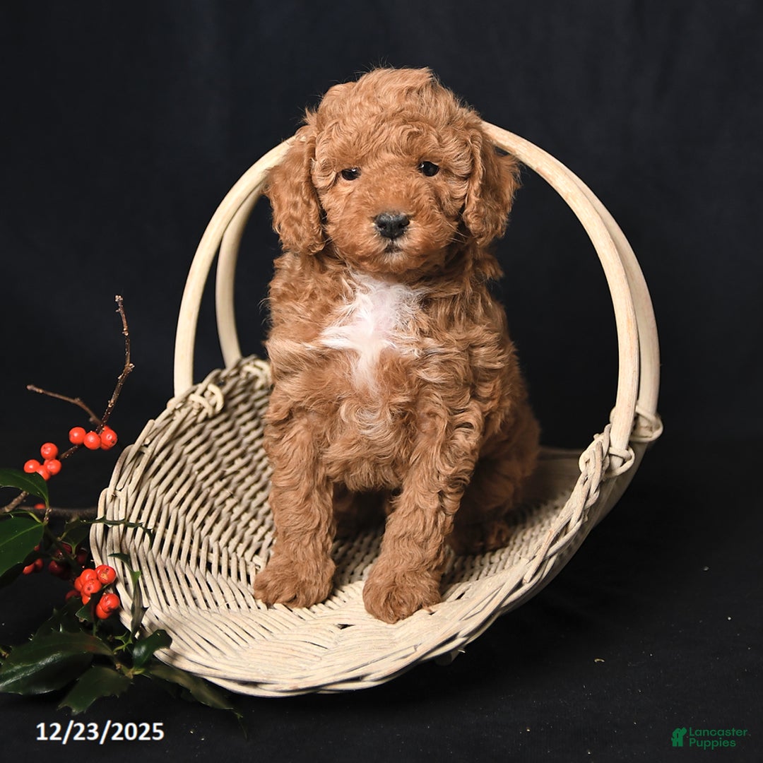 Toy Poodle dogs for sale: Kaden - Ad 3