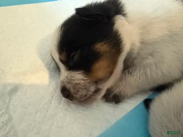 Australian Cattle Dog dogs for sale: Puppy 4 - Ad 22
