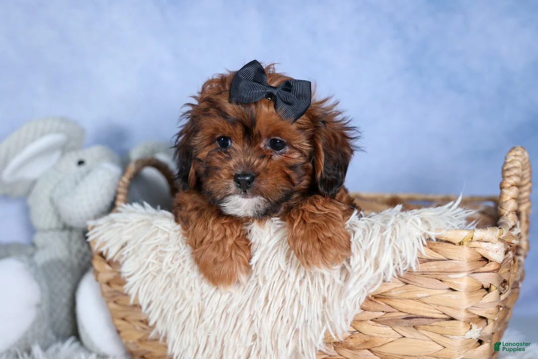 Shorkie dogs for sale: JACK - Ad 2