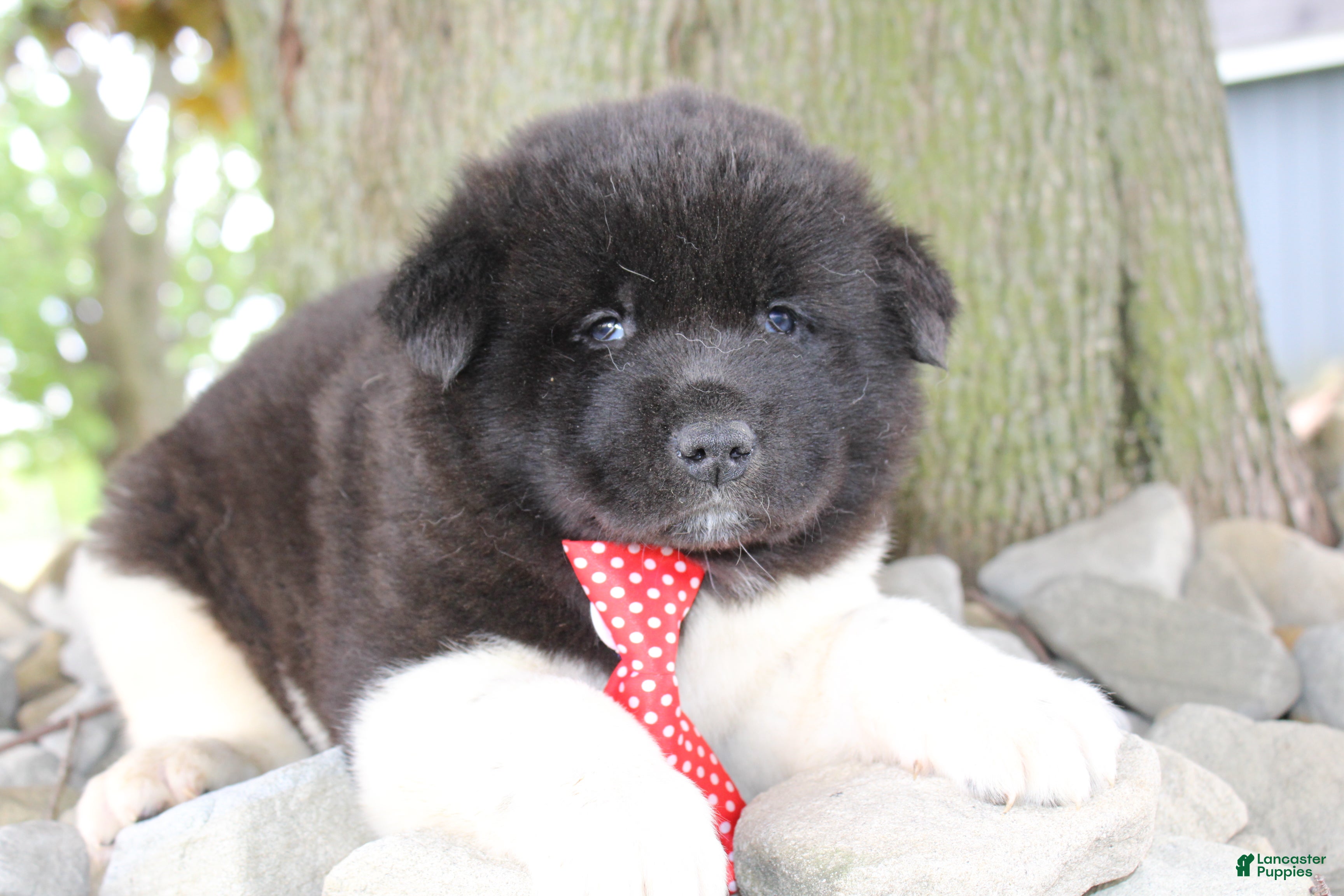 Akita dogs AKC Diesel - Ad 2