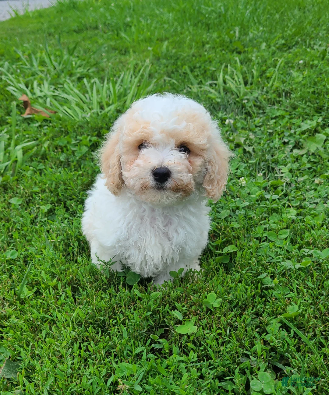 Bichpoo dogs for sale: Snowball  - Ad 3