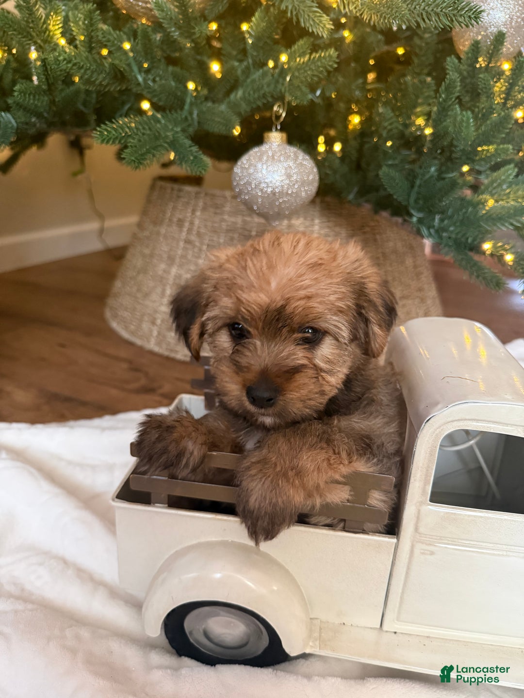 Mixed Breed dogs for sale: Teddy - Ad 2