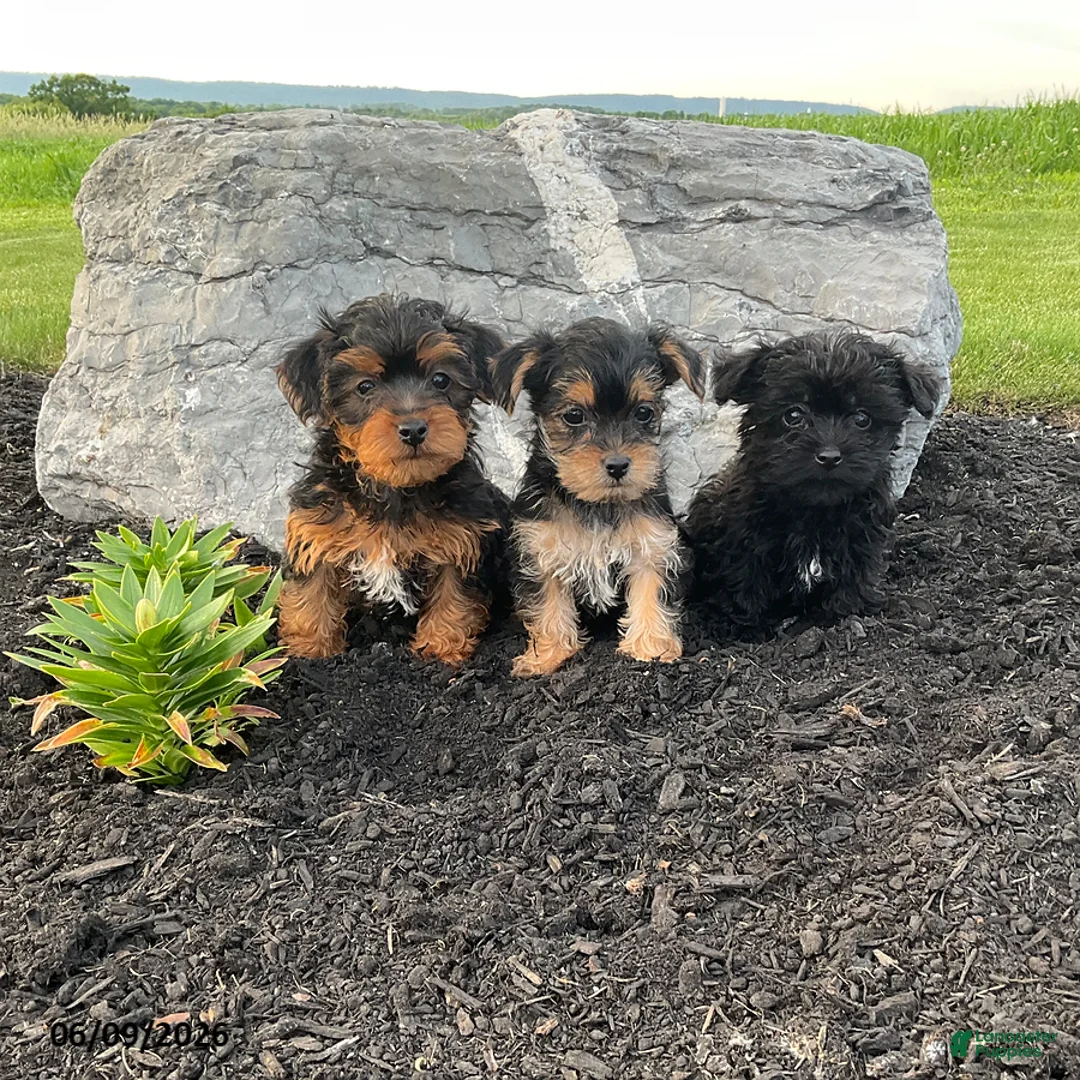 Yorkiepoo dogs for sale: Banjo - Ad 22
