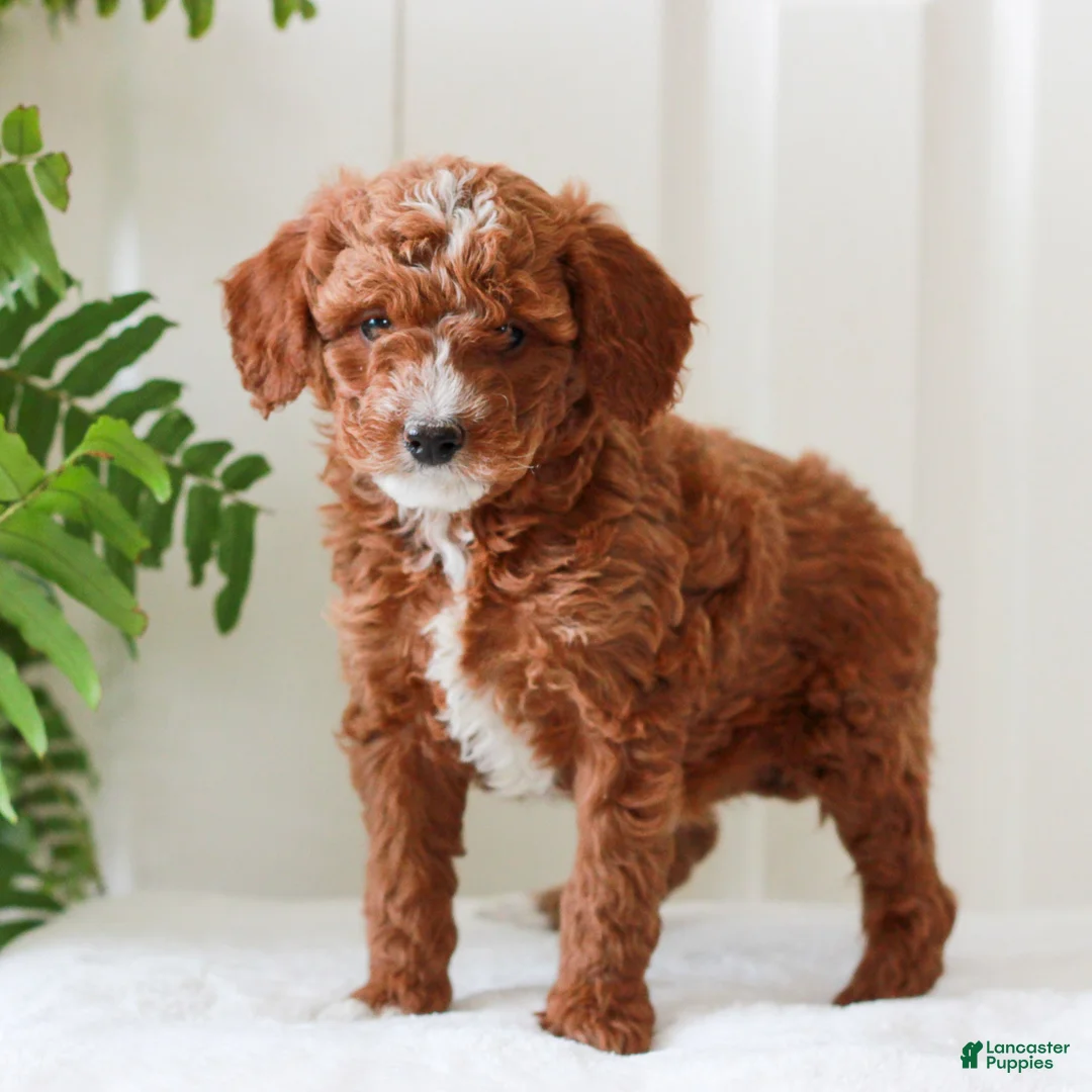 Mini Goldendoodle dogs for sale: Heather  - Ad 3