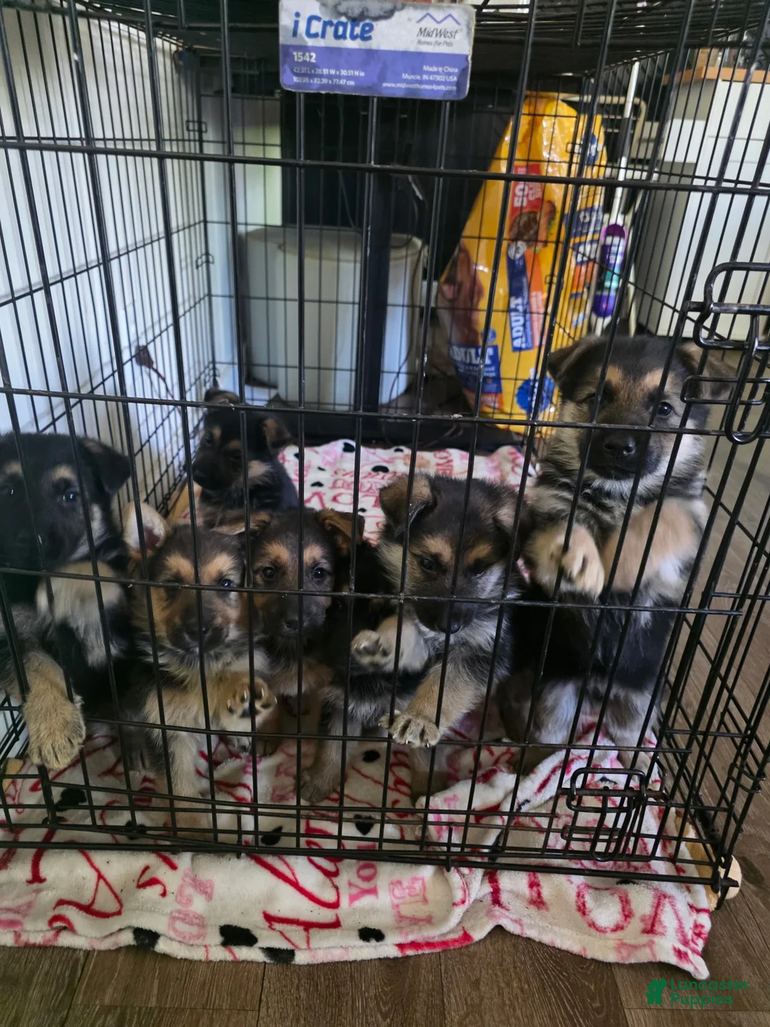 German Shepherd dogs for sale: German Shepherd 2 - Ad 5