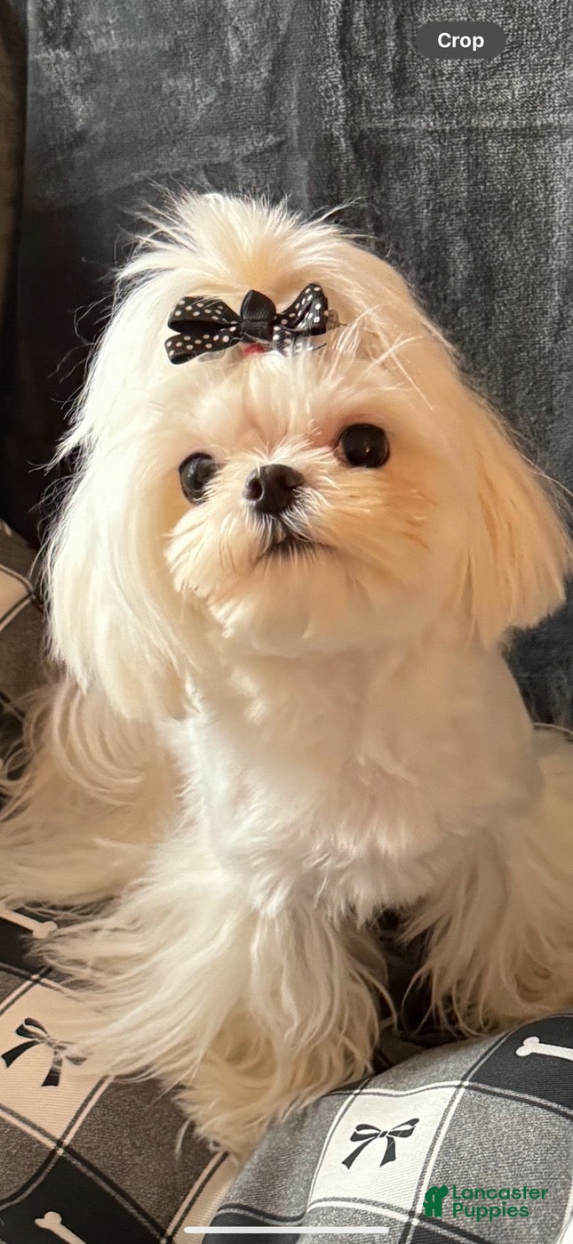 Maltese dogs Armani - Ad 17