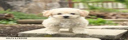 Bichpoo dogs for sale: Verona - Ad 3