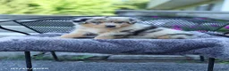 Australian Shepherd dogs for sale: Roger - Ad 3