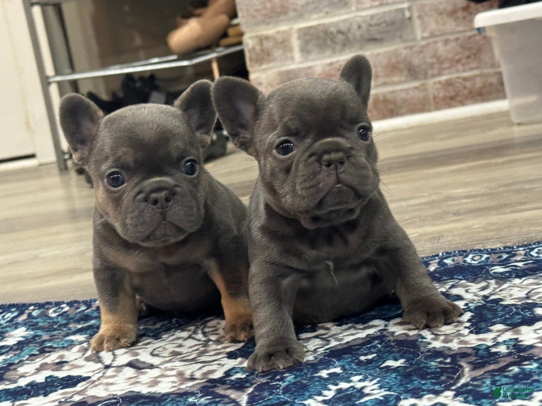 French Bulldog dogs for sale: French Bulldog Puppy 1 - Ad 14