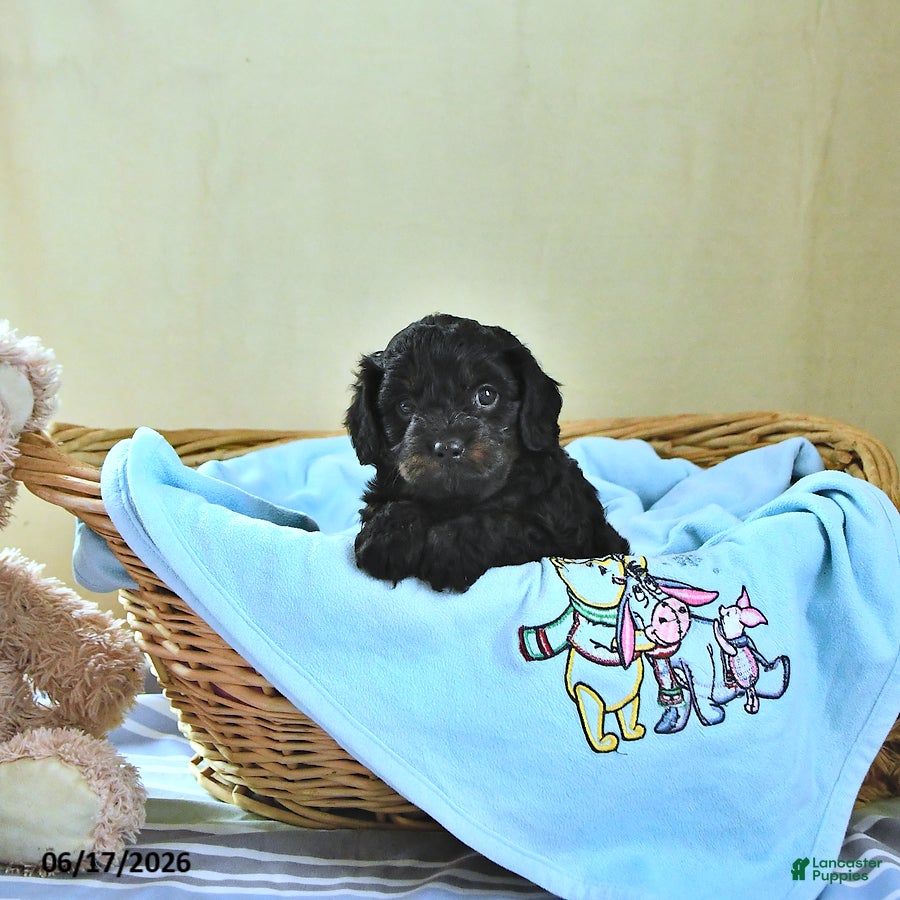 Cavapoo dogs Baxter - Ad 2