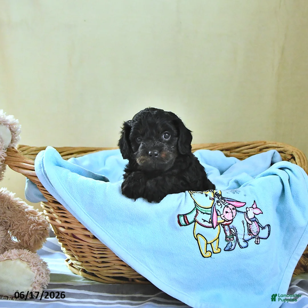 Cavapoo dogs for sale: Baxter - Ad 2
