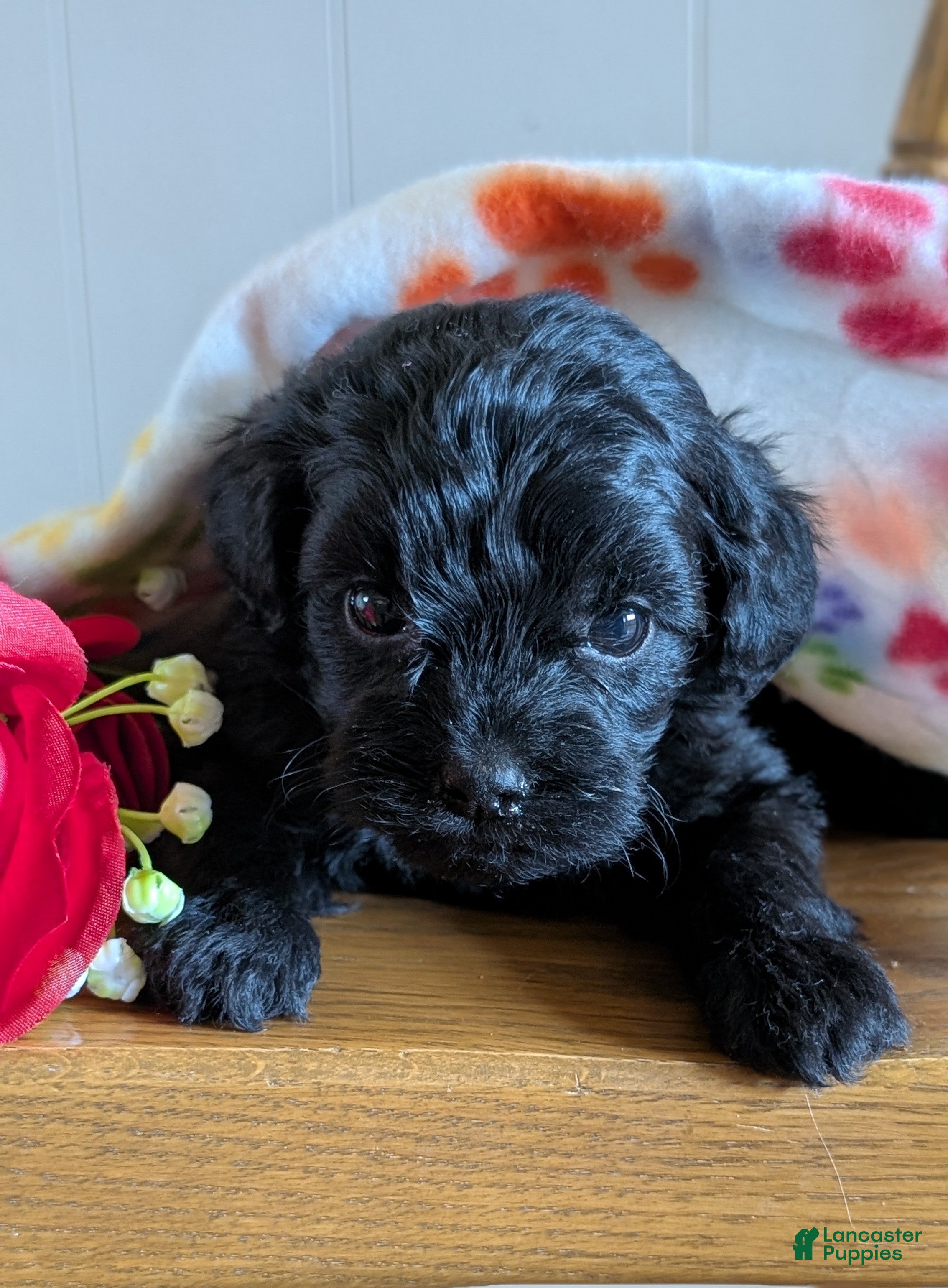 Cavapoo dogs Luna - Ad 1