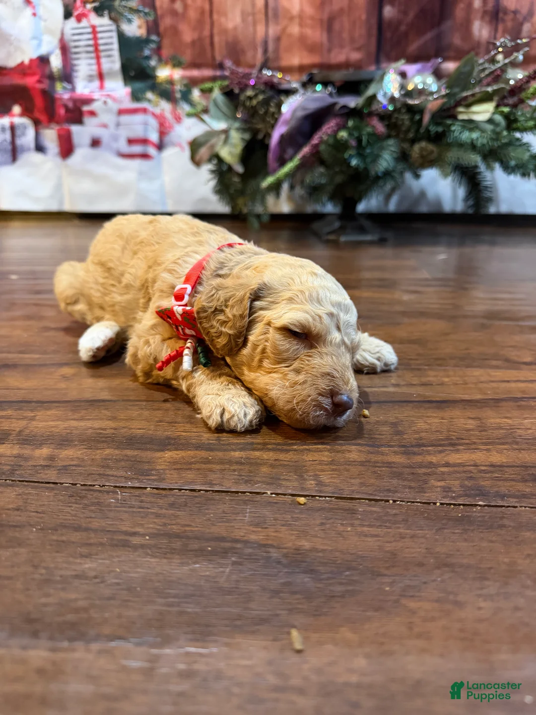 Goldendoodle dogs for sale: Americana - Ad 3