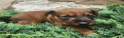 Irish Terrier dogs for sale: Roo - Ad 5