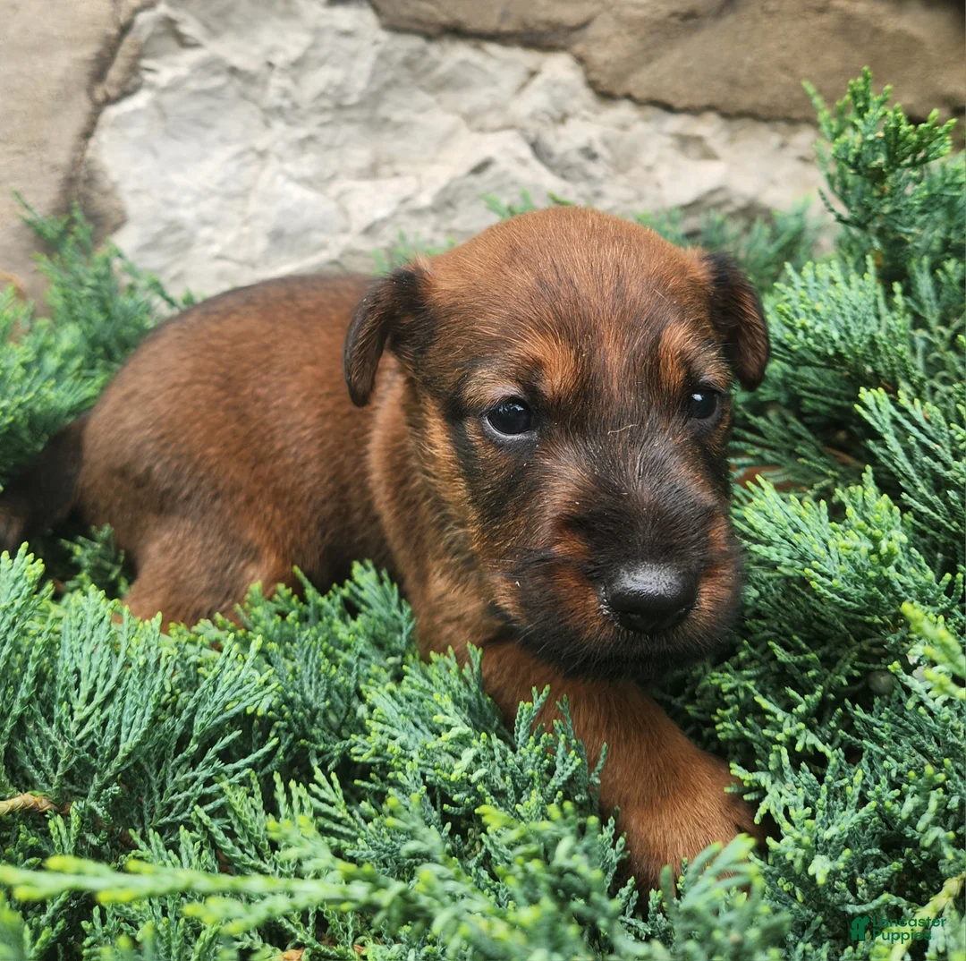 Irish Terrier dogs for sale: Roo - Ad 5