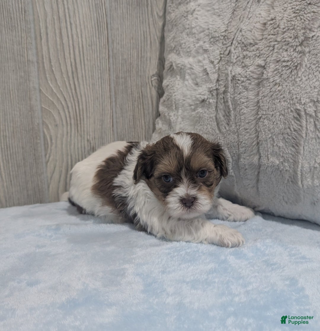 Shihpoo dogs for sale: Asher - Ad 3