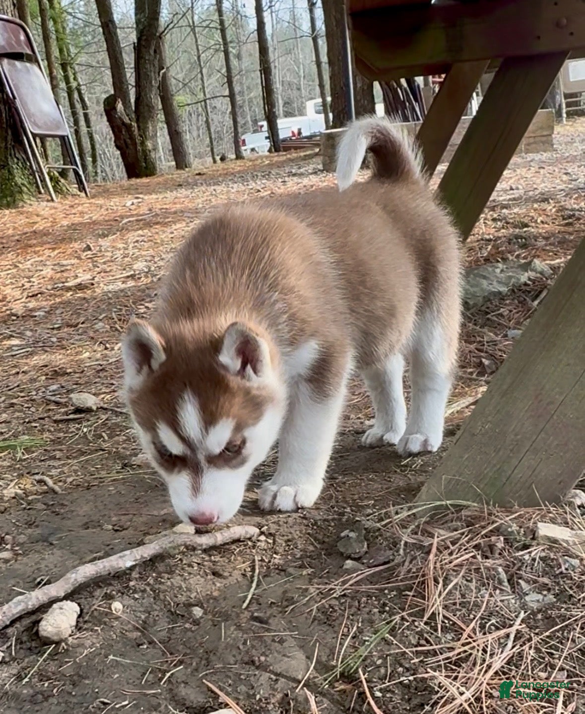 Siberian Husky dogs Bo - Ad 1