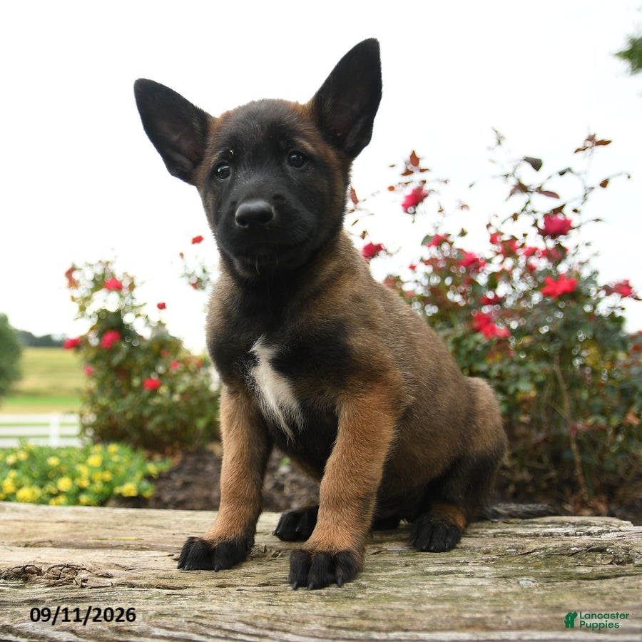 Belgian Malinois dogs Ranger - Ad 1
