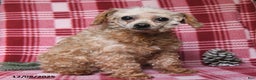 Toy Poodle dogs for sale: Ava  - Ad 3