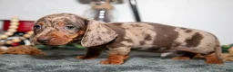 Miniature Dachshund dogs for sale: Titan - Ad 3