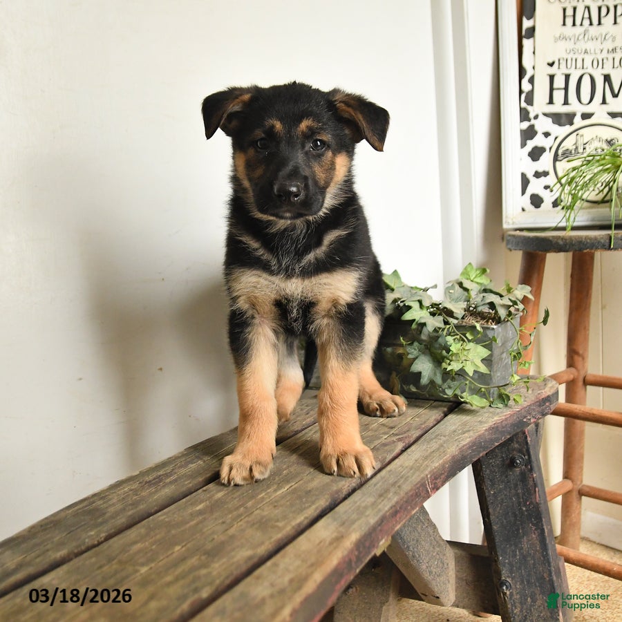 Mixed Breed dogs Chief - Ad 1