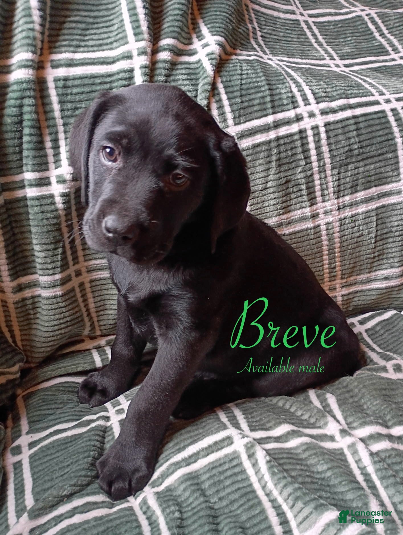 Labrador Retriever dogs Breve - Ad 2