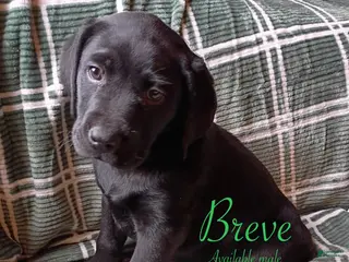 Labrador Retriever dogs Breve - Ad 2