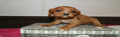 Cavalier King Charles Spaniel Puppy 1 Red Button