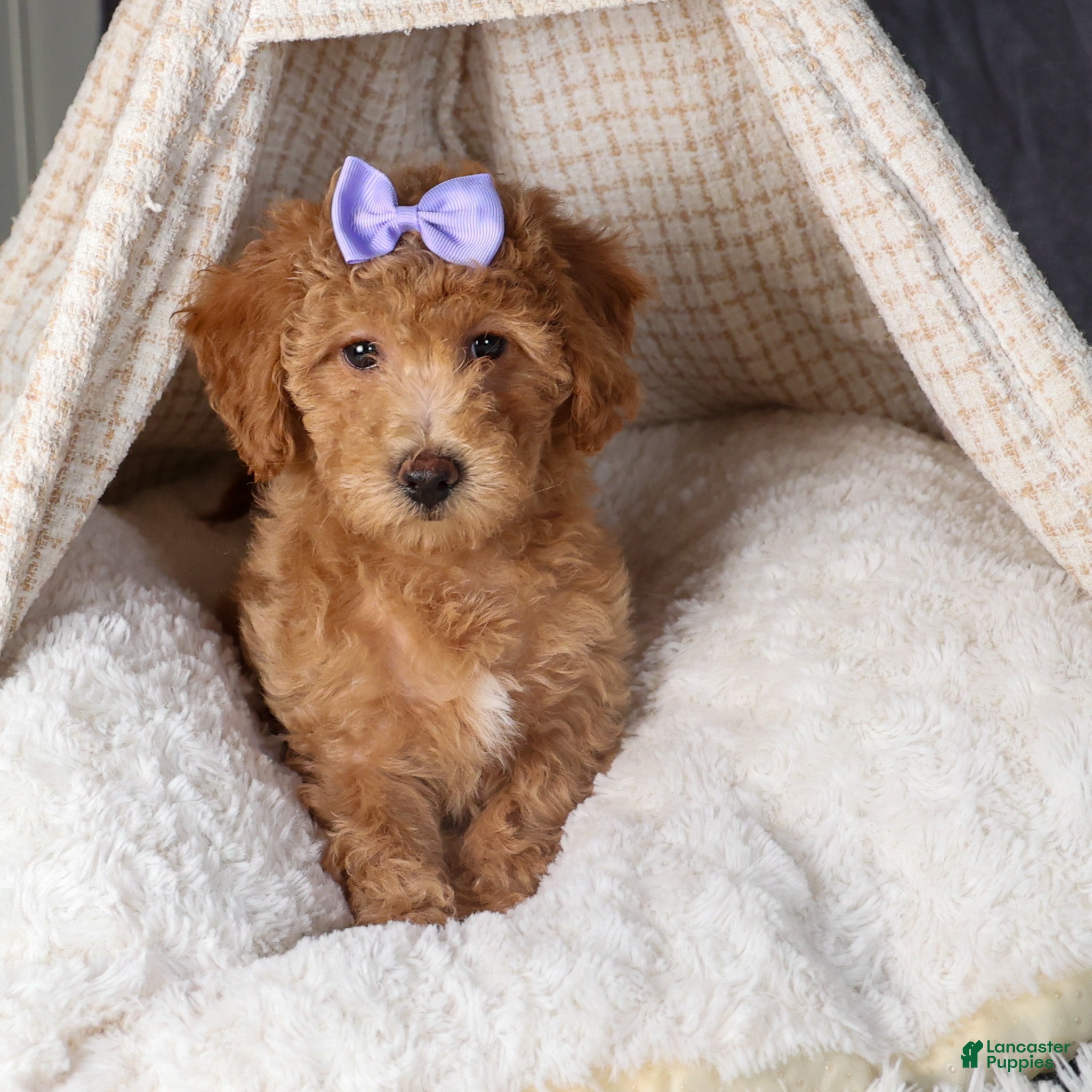 Shihpoo dogs Evie - Ad 39