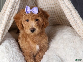 Shihpoo dogs Evie - Ad 18