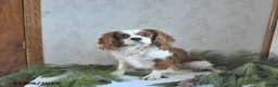Cavalier King Charles Spaniel dogs for sale: Braden - Ad 7