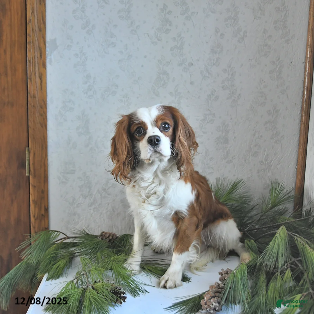 Cavalier King Charles Spaniel dogs for sale: Braden - Ad 7