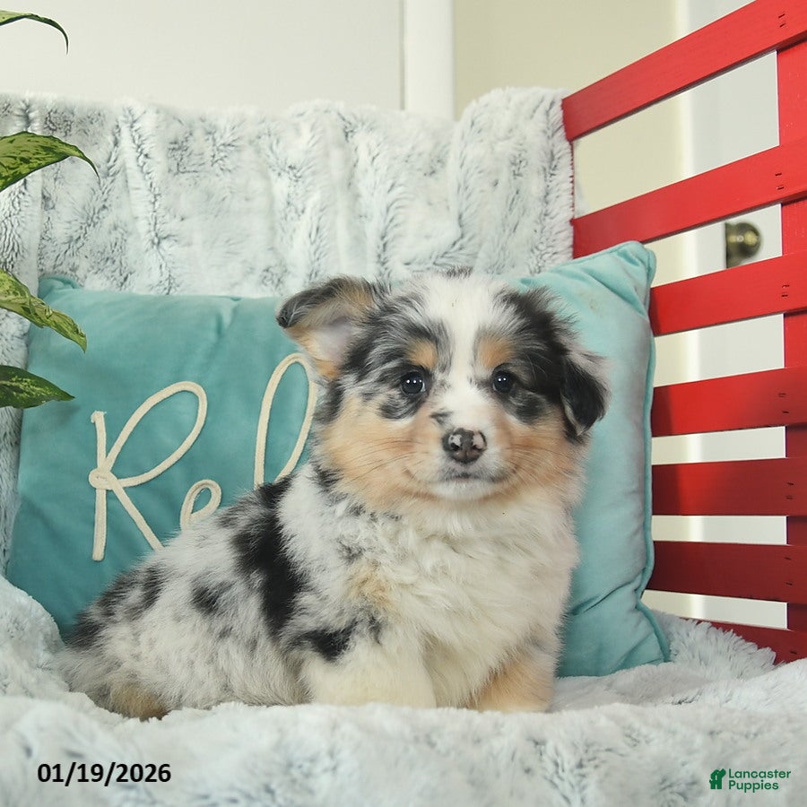 Welsh Corgi Pembroke dogs Happy   - Ad 2