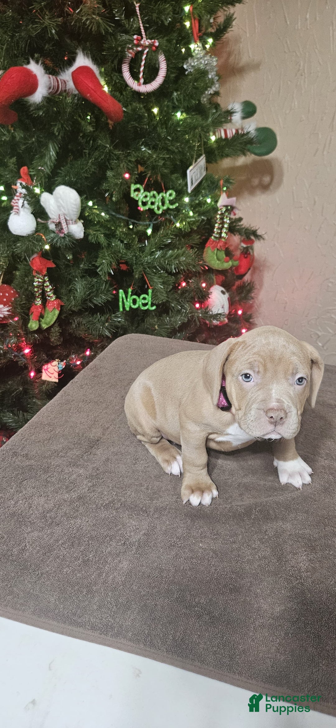 American Bully dogs for sale: NOEL - Ad 5