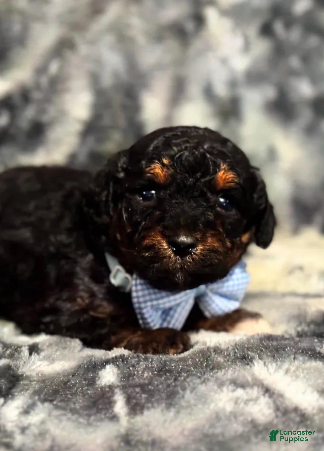 Toy Poodle dogs Shadow  - Ad 36