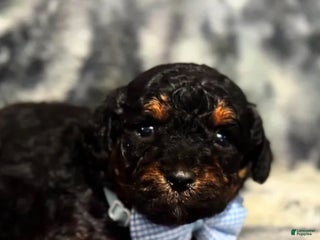 Toy Poodle dogs Shadow - Ad 36