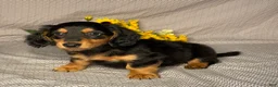 Miniature Dachshund dogs for sale: Jake  - Ad 2