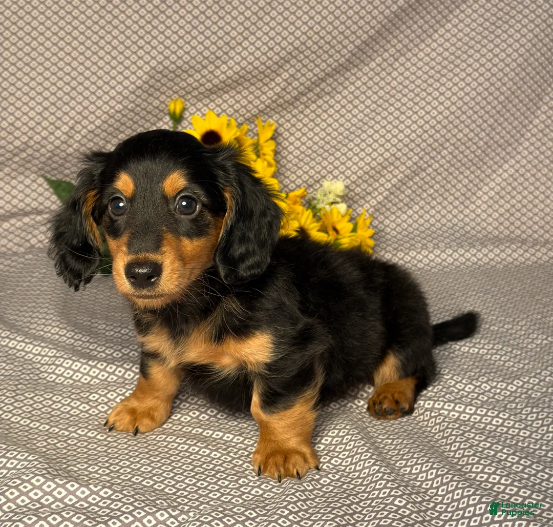 Miniature Dachshund dogs for sale: Jake  - Ad 2