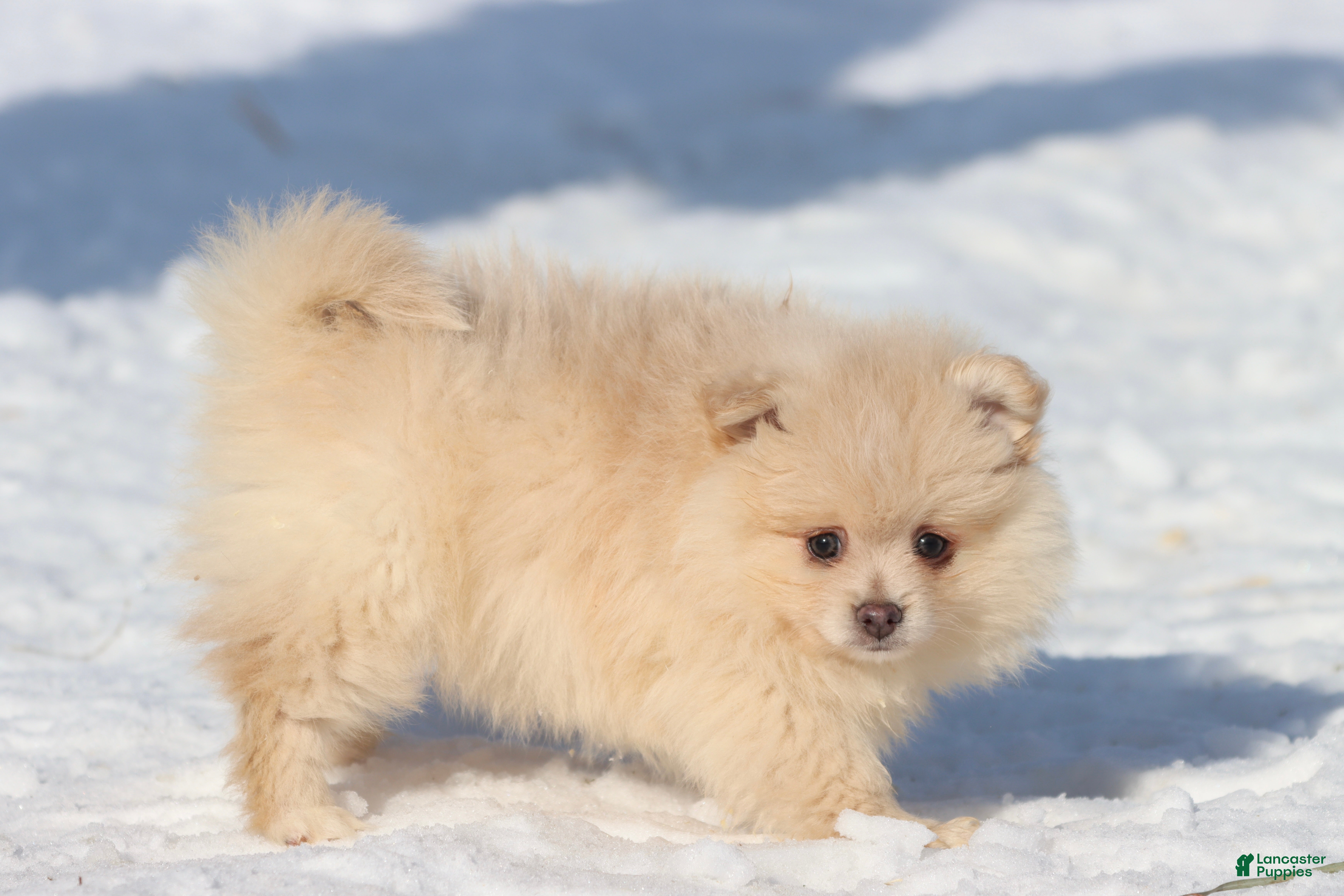 Pomeranian dogs Teddy  - Ad 24