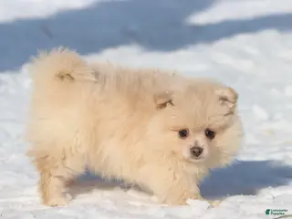 Pomeranian dogs Teddy - Ad 24