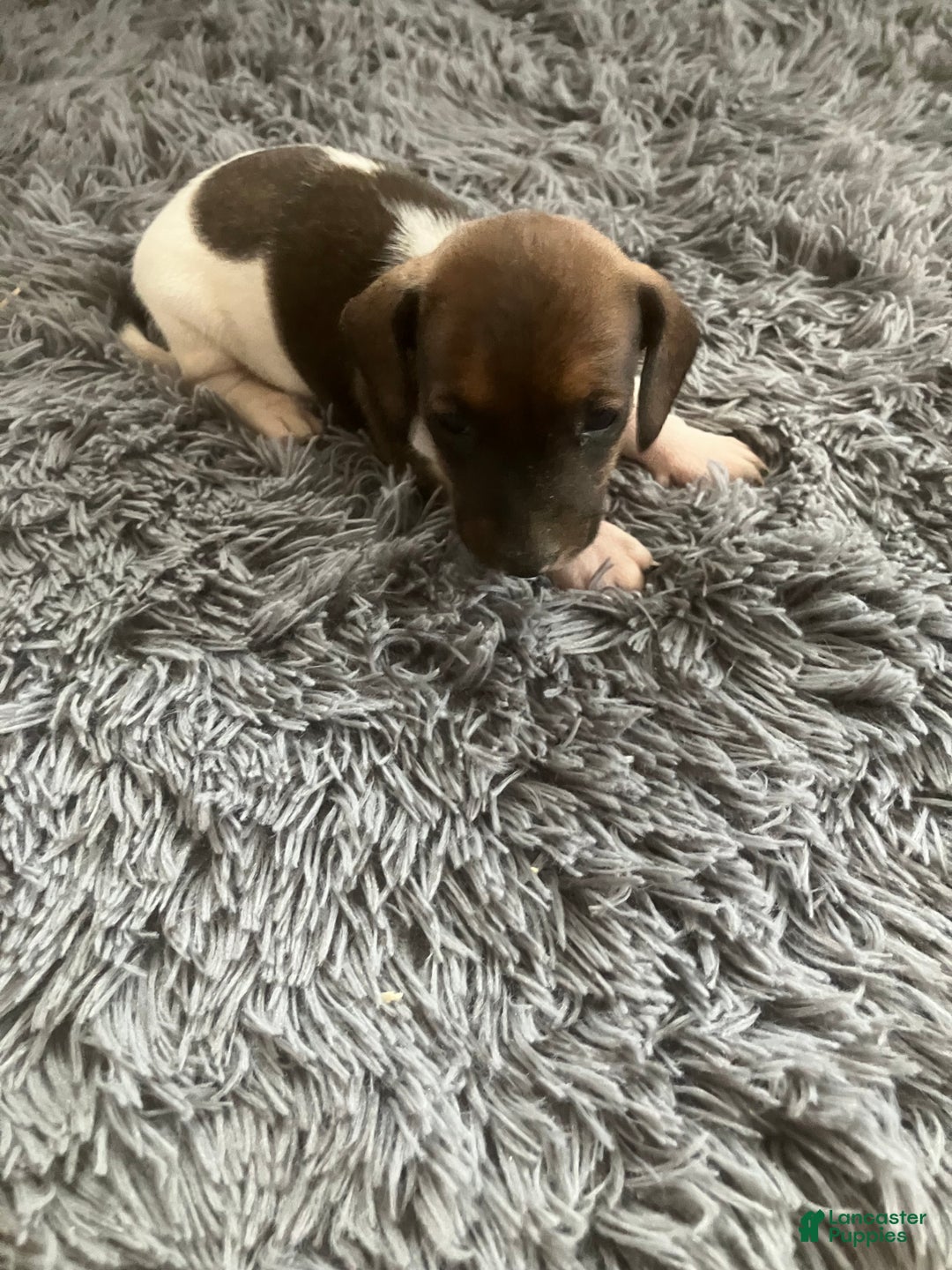 Miniature Dachshund dogs for sale: Akc katura - Ad 5