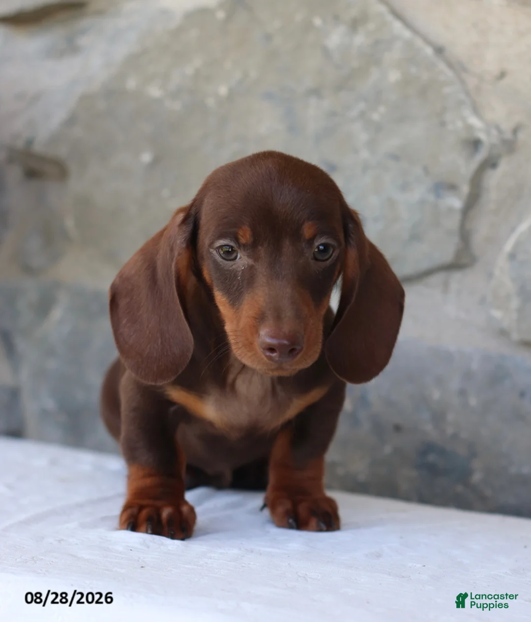 Dachshund dogs for sale: Skippy - Ad 2