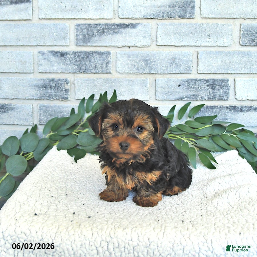 Yorkshire Terrier dogs Victor - Ad 1