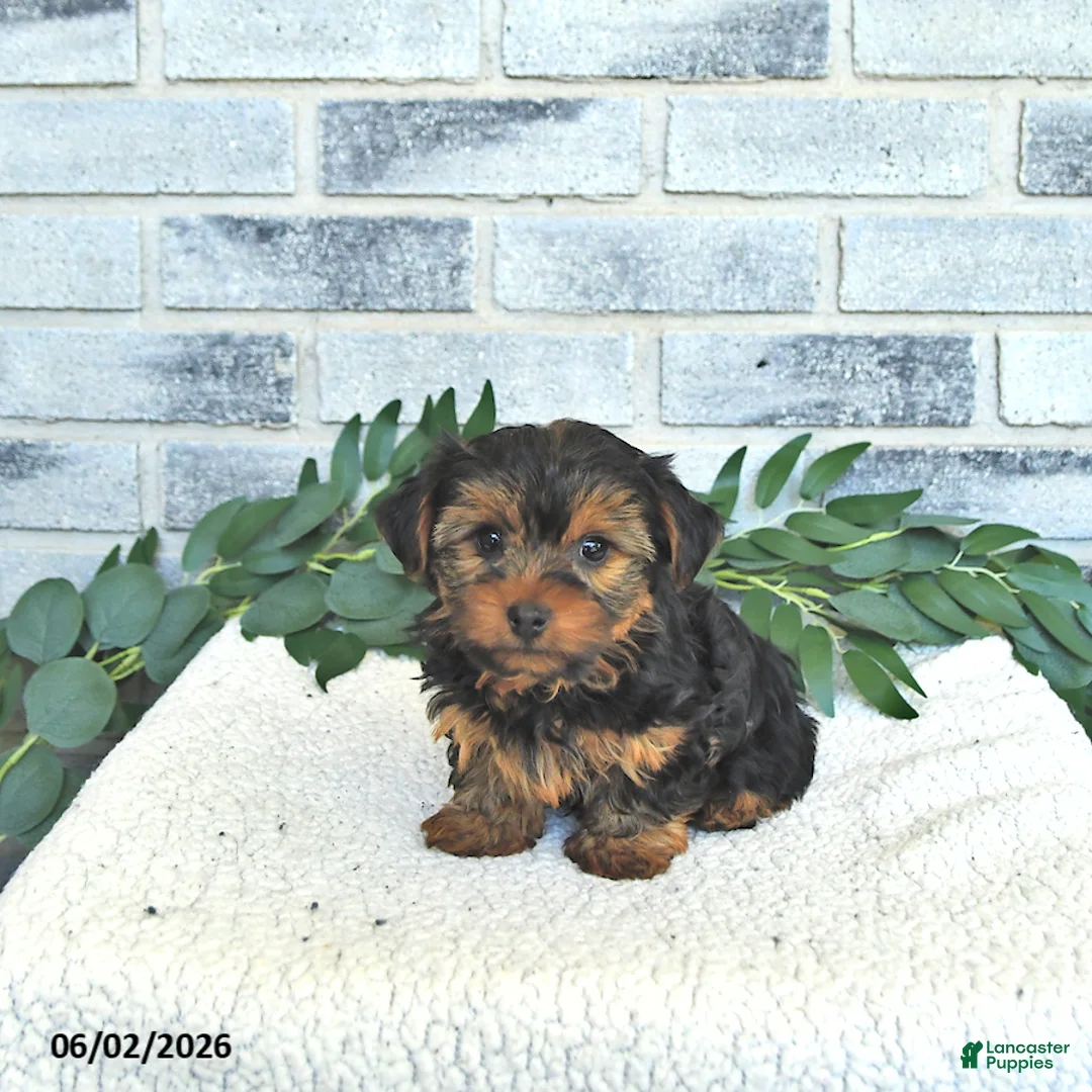 Yorkshire Terrier dogs for sale: Victor - Ad 1