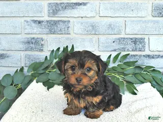Yorkshire Terrier dogs for sale: Victor - Ad 1