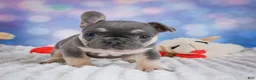 French Bulldog dogs for sale: Petunia - Ad 8