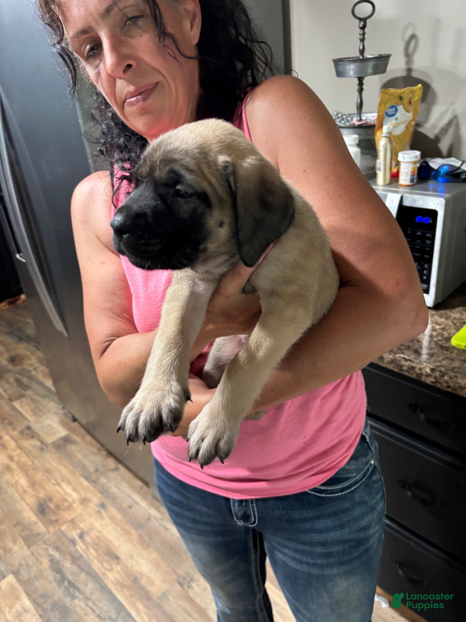 English Mastiff dogs English Mastiff 3 - Ad 16